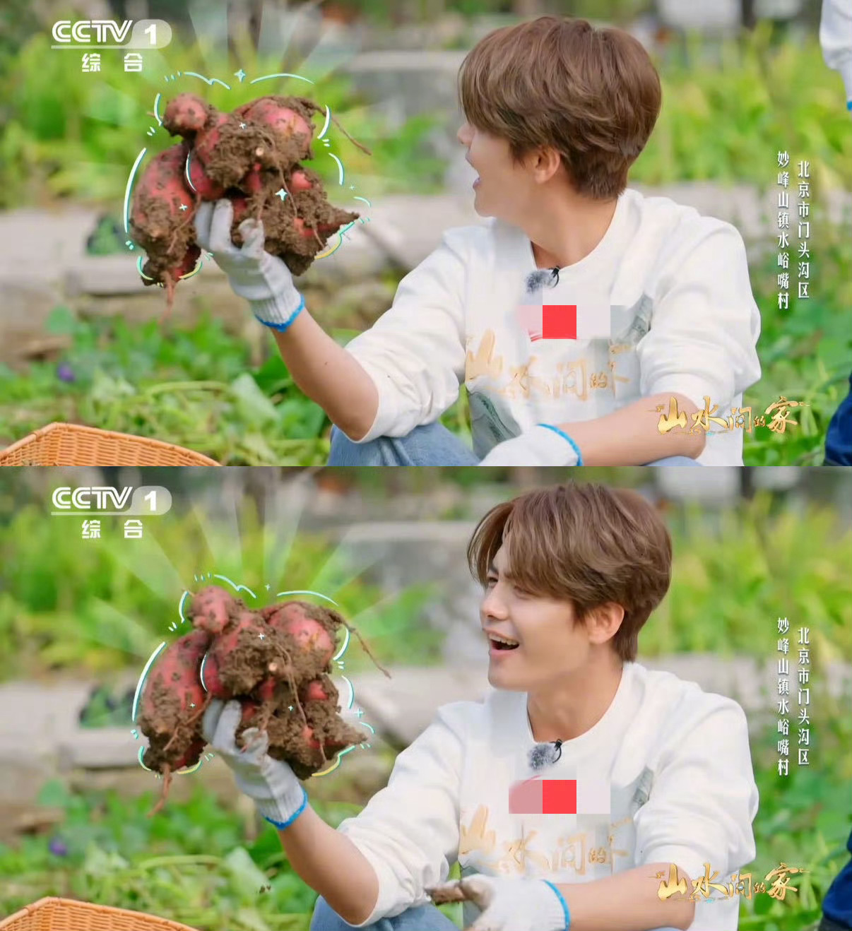 马天宇一次挖出了10个红薯马天宇挖红薯的样子超有生活气息 