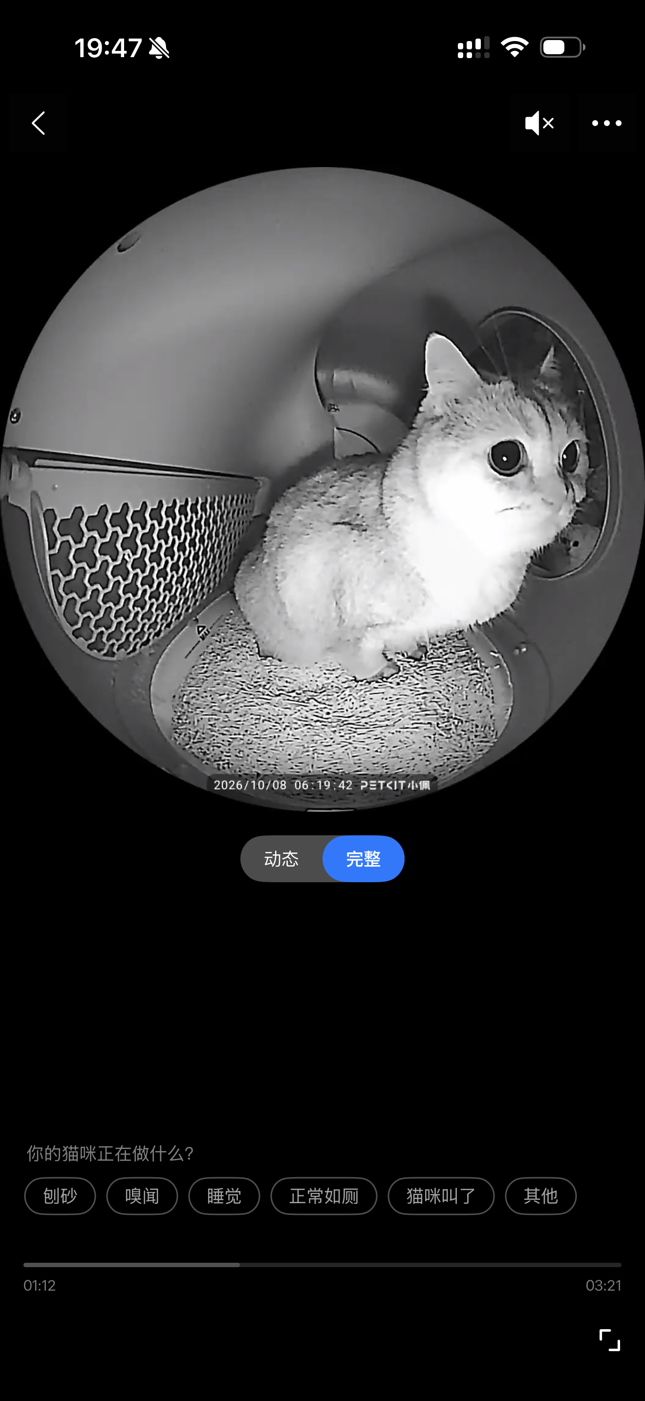 两只刚刚使用电动猫砂盆猫猫祟祟的小猫 ​​​