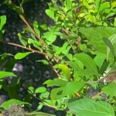 0000澳洲茶树种植1、土壤要求：种植澳洲茶树宜选用排水良好、疏松透气的沙质壤土