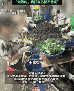 教训深刻！漳州杨梅要彻底塌房了！现在已经开始反噬了！

经销商没有销路了，果农手