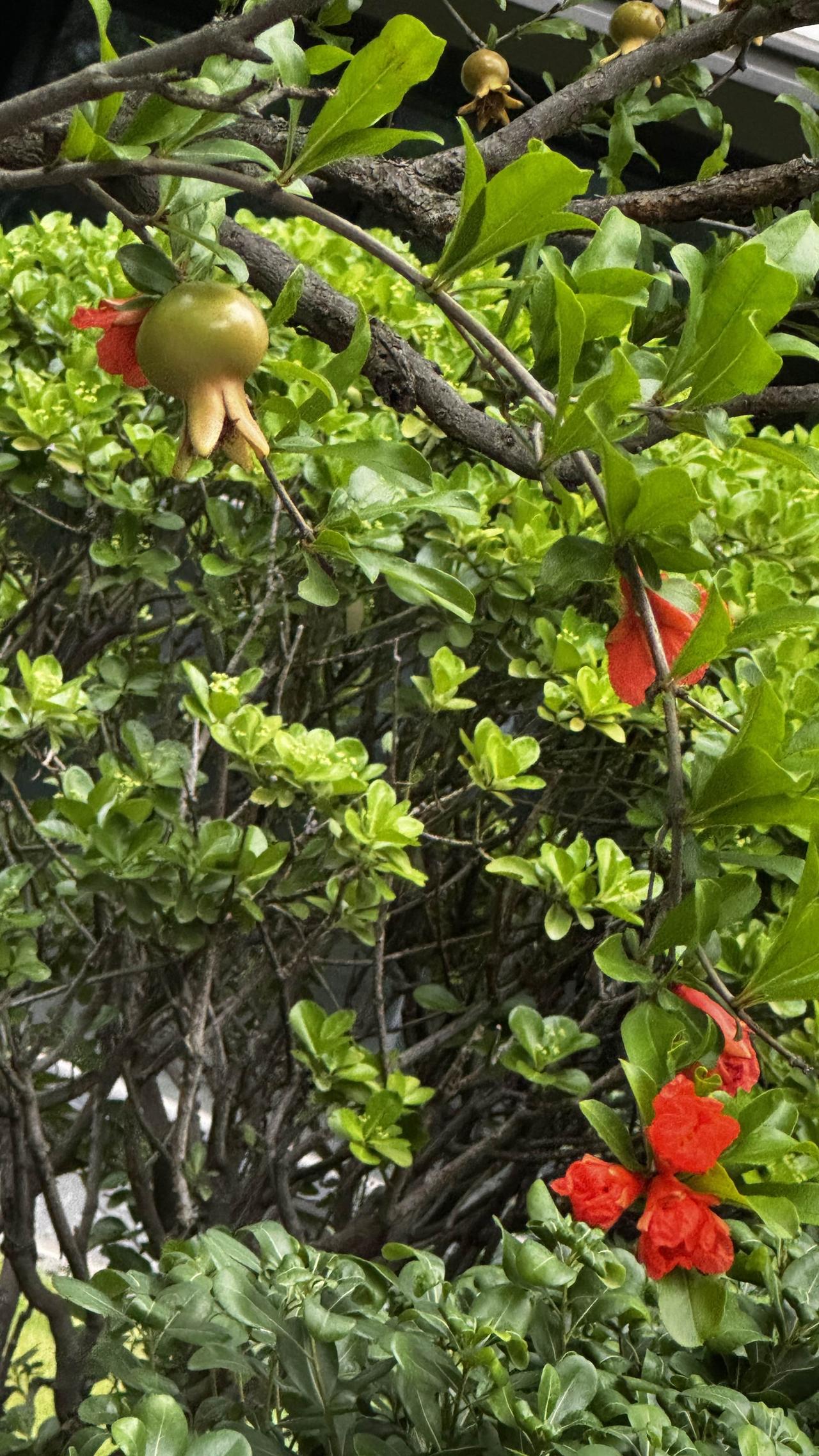 分享随手拍下的花草几日繁花转瞬过，小小榴果已登场，静待秋日满树红。