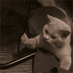 各位夜猫子早点睡～晚安玛卡巴卡