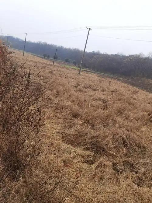 农村大量土地荒芜没人耕种是一个亟待解决的问题，需要多管齐下。

原因分析

一方