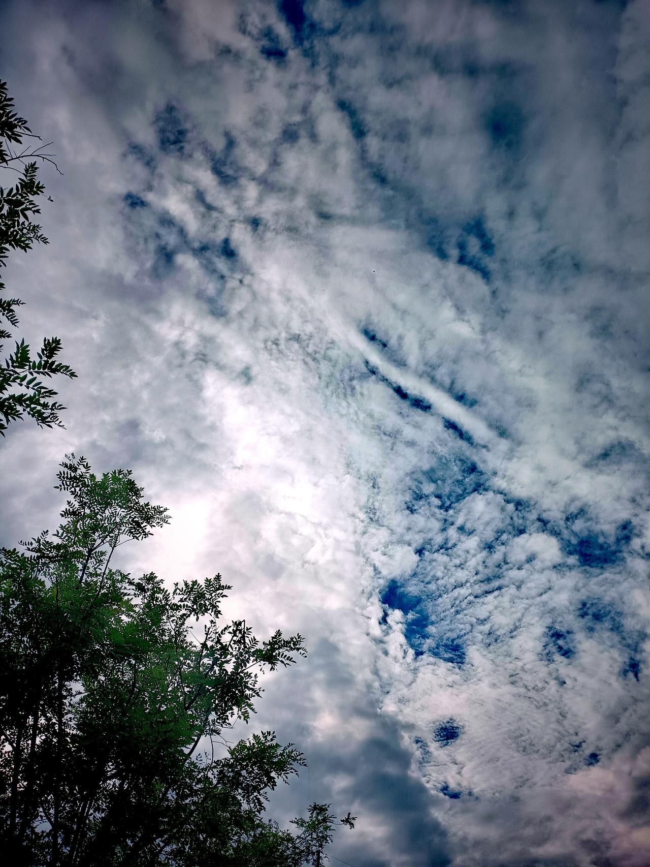上传一张你手机里天空的照片吧苍绿树冠映衬漫天层云，碎云漫卷于青蓝天幕，空灵辽阔，