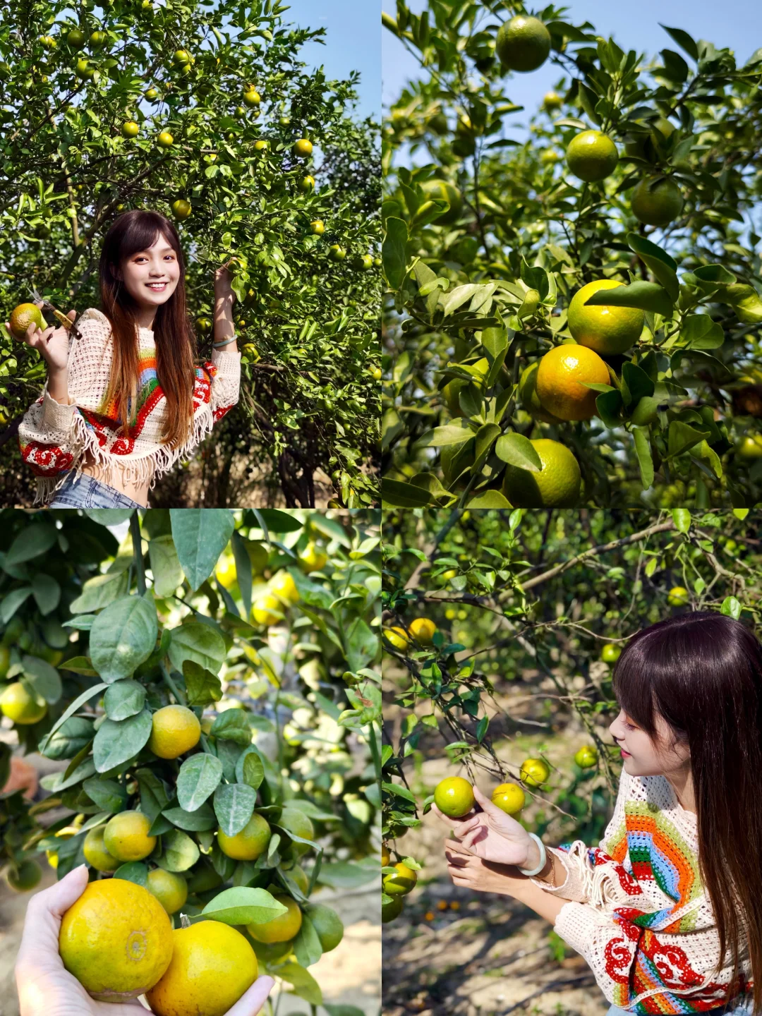 在广州！2.5r/斤皇帝柑🍊体验伸手摘果的快乐