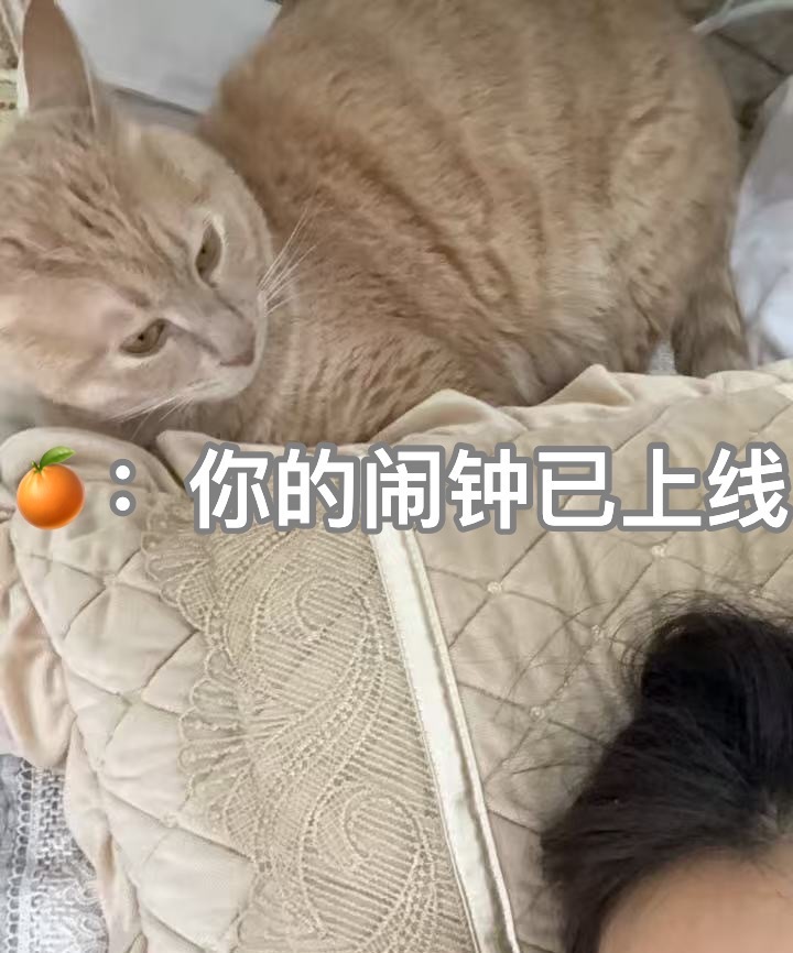 早家人们，今天又幸福了一醒就是如此温情时刻～橘子来了早安