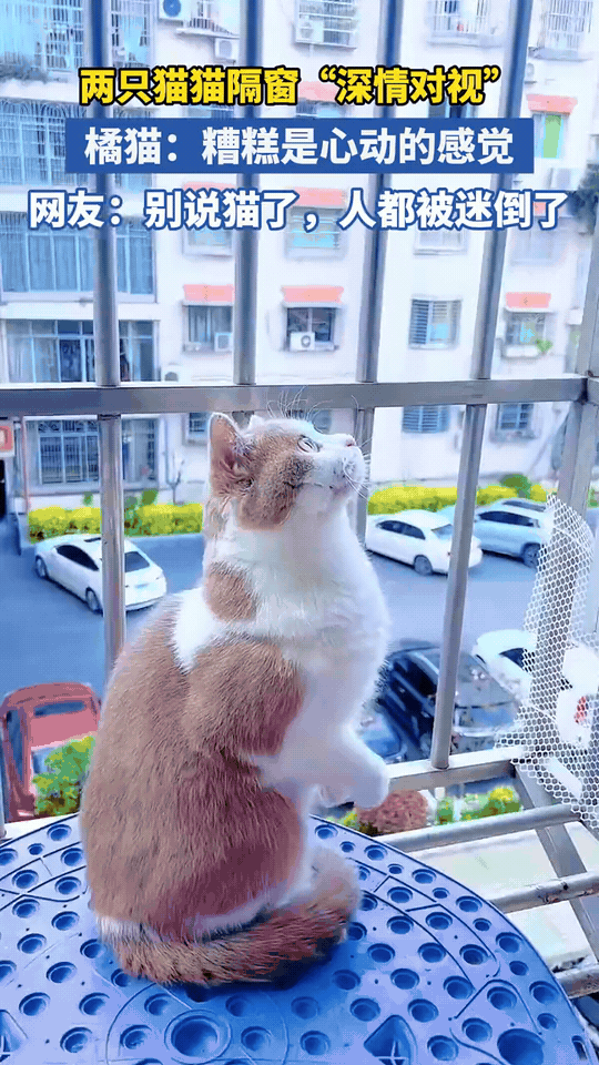 隔窗对视的两只小猫，甜到人心都化了

住在对楼的橘白小猫咪，正扒着自家阳台栏杆，