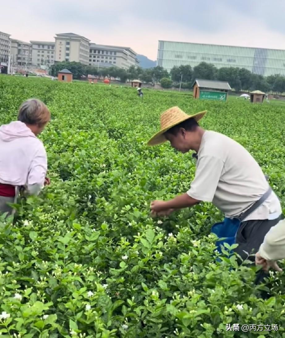 沈巍这回在广西横州，直接去田里摘花，摘完了又钻进车间，跟着看窨制的工序，该搭手的