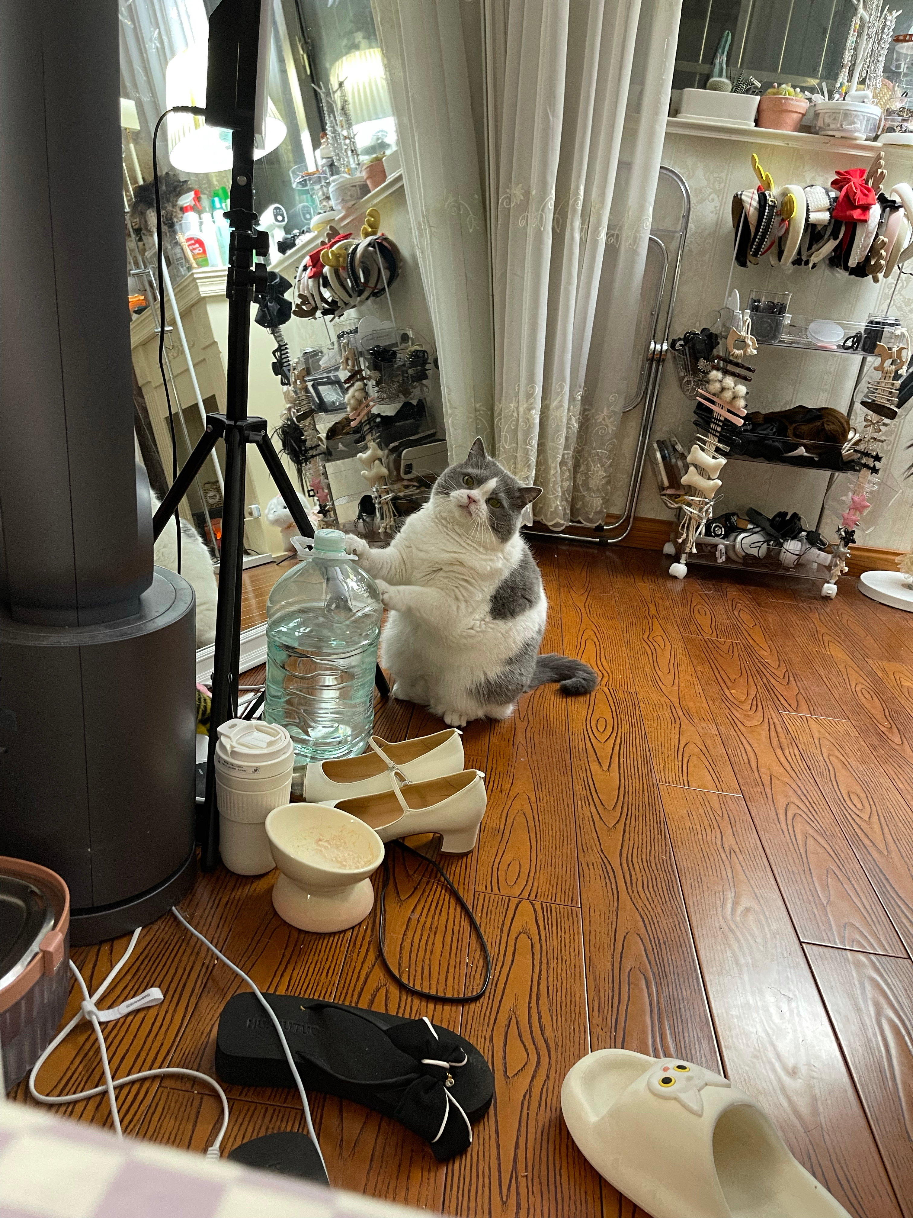 怎么比桶桶🪣还大啦#日常碎片plog##日常吸猫# ​​​