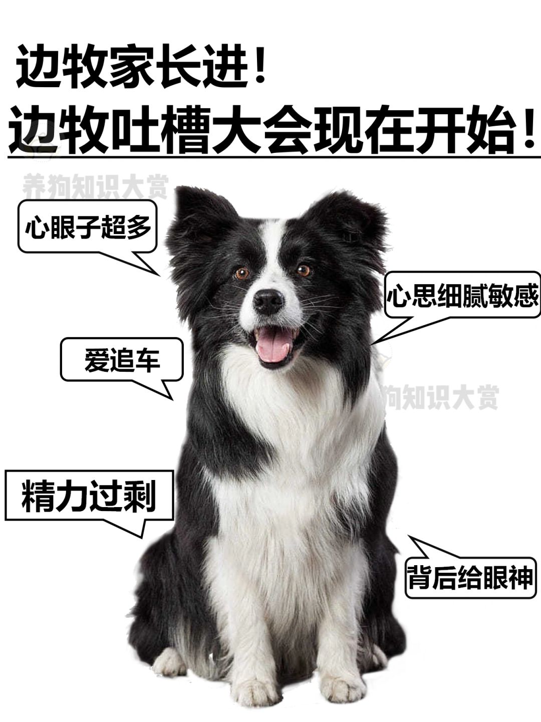 边牧吐槽大会，正式开始‼️