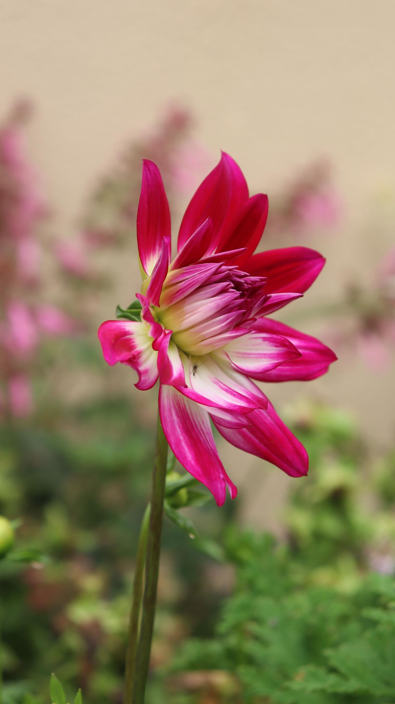 有没有漂亮的花朵图片吗好多呢～[大笑]