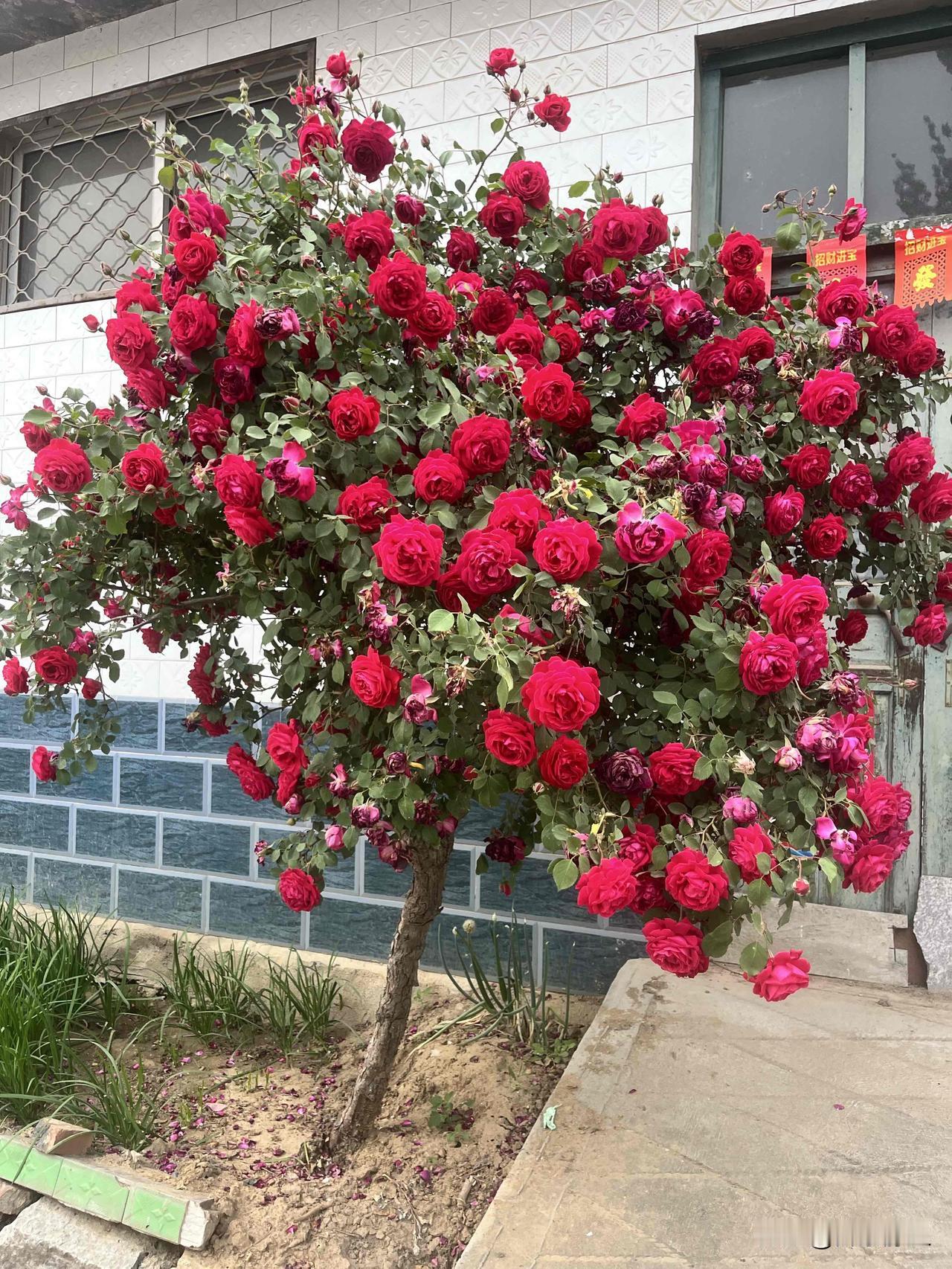 用一张照片看看你家的月季花开花自带香味原生月季花