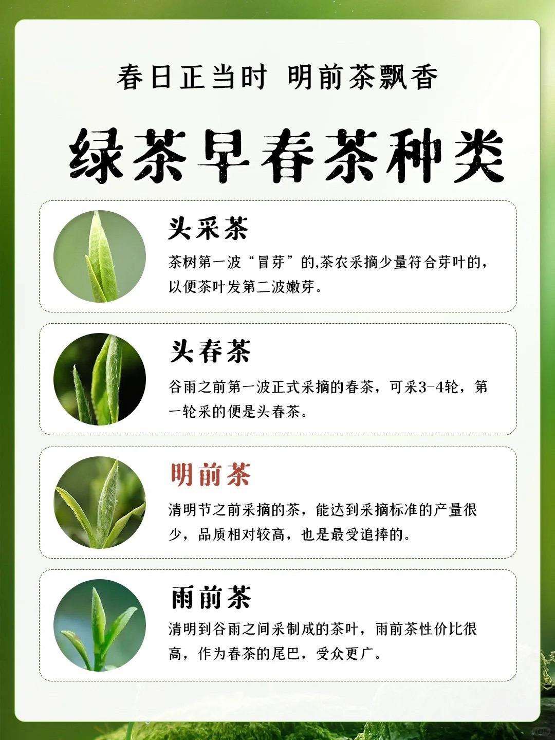 绿茶喝明前茶还是雨前茶？龙井茶 茶生活 绿茶 安吉白茶 抖音图文 明前茶雨前茶，