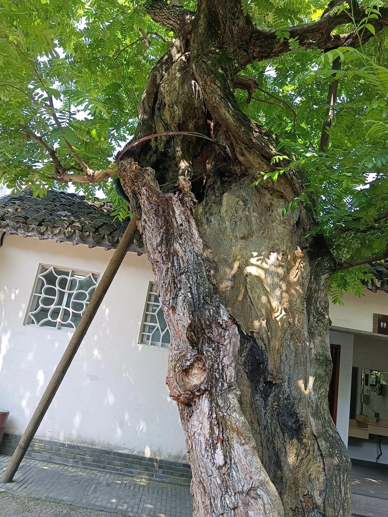 #分享最近一张你养的花花草草##分享随拍绿植# #随手拍摄的绿植# #晒晒你随拍