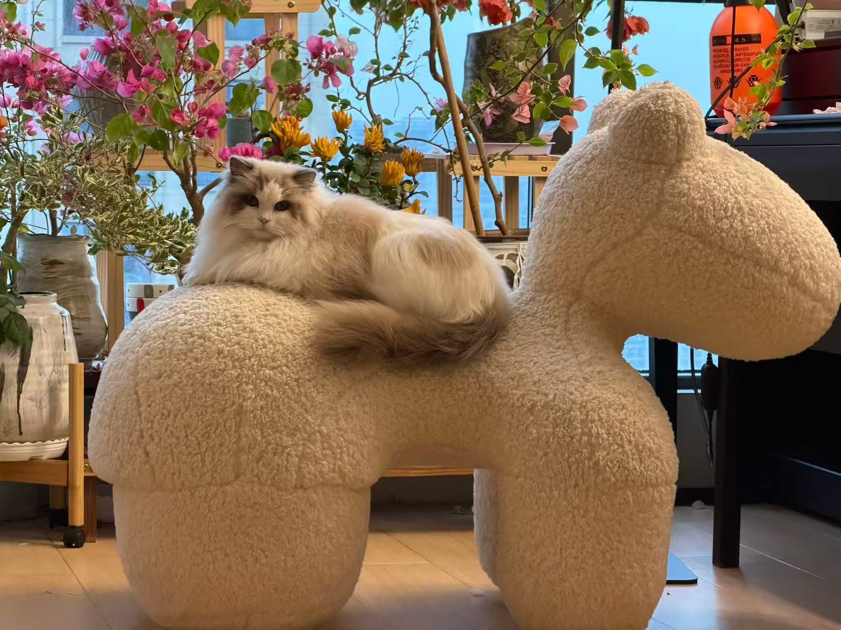 猫咪安全区既视感，狗子：总有一天我也能上去（家长） 