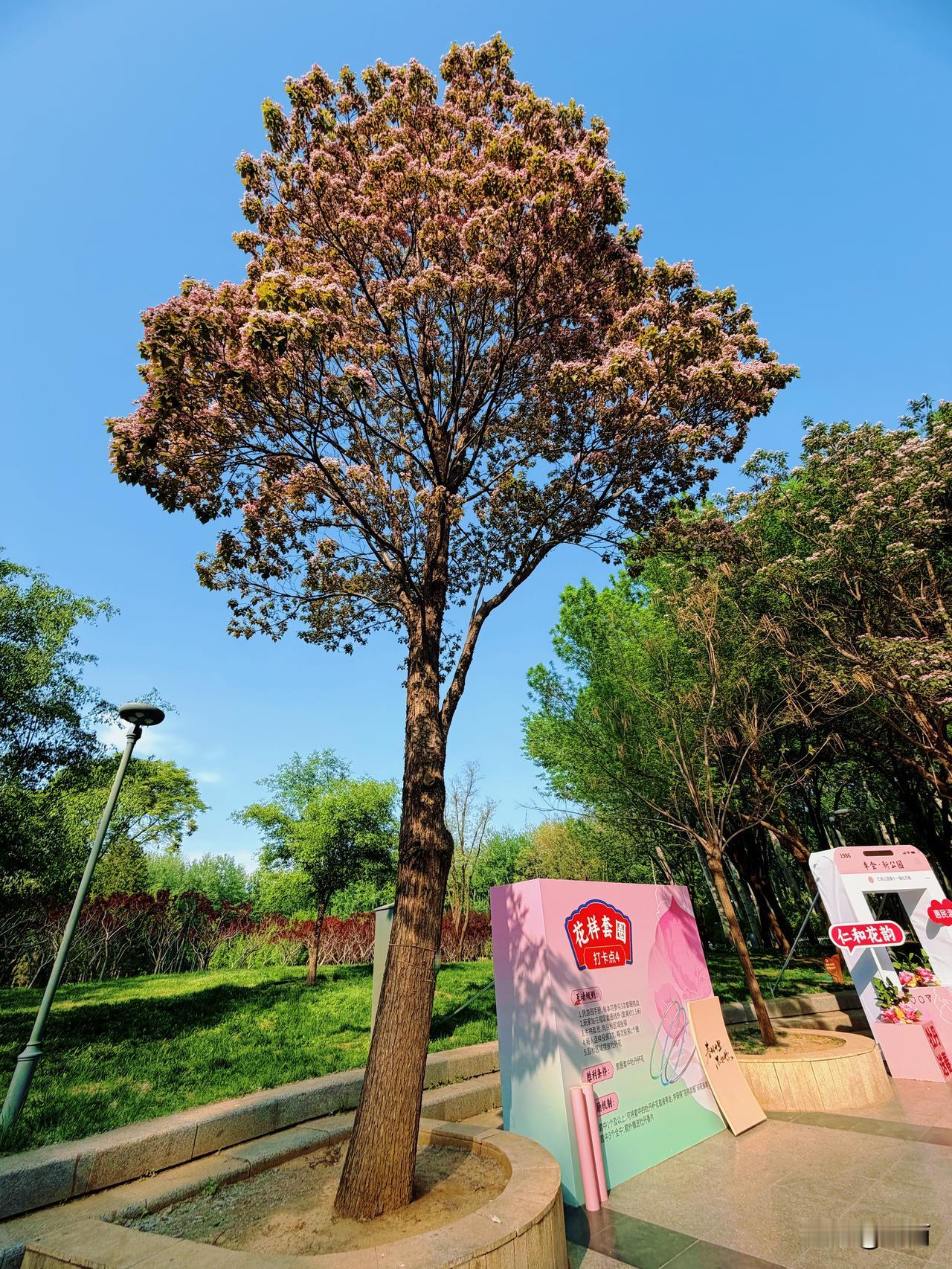 老年生活感悟：楸树渐谢花，岁月入从容。

今天，在北京顺义仁和公园南门附近，看见