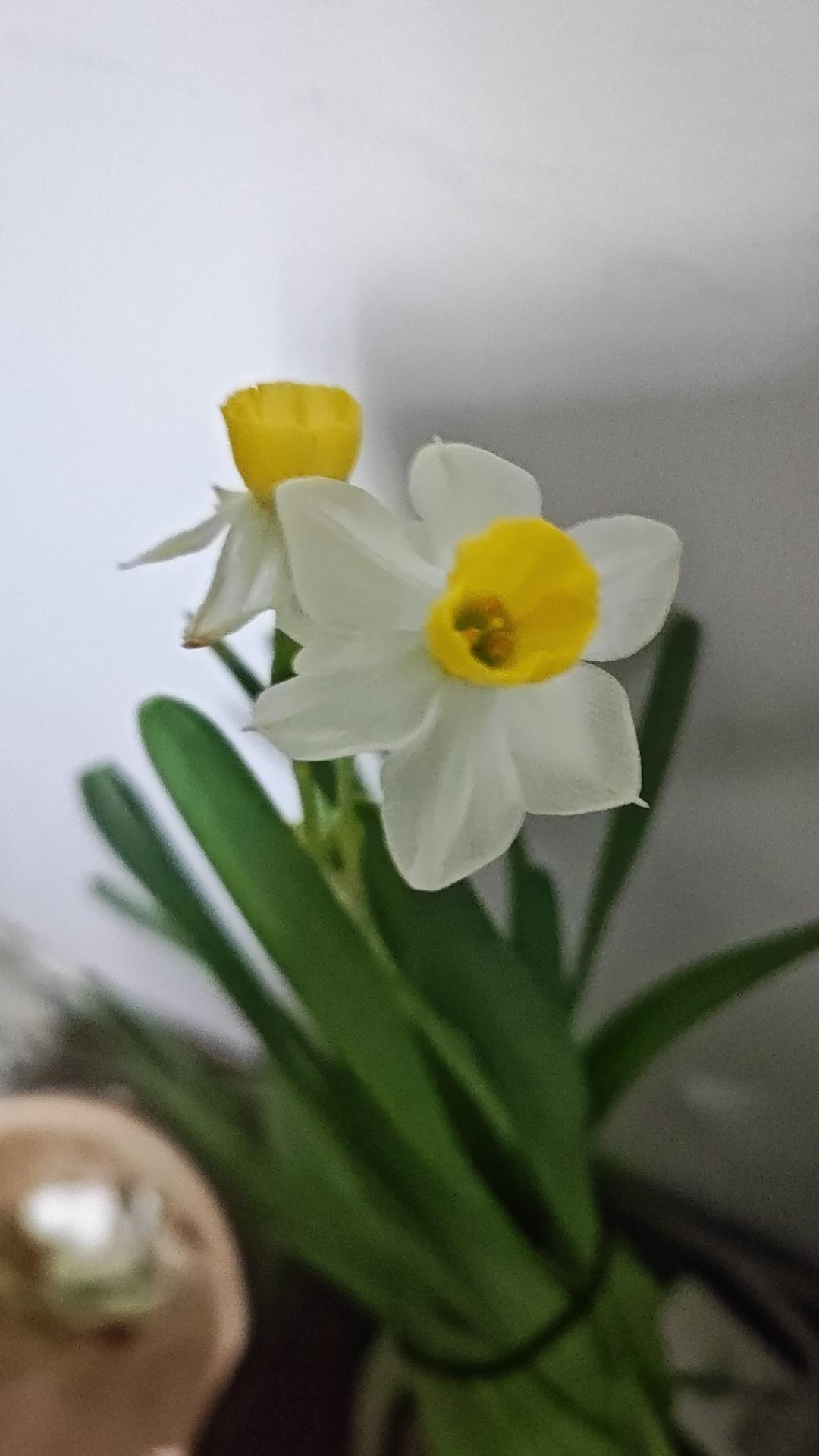 水仙花神