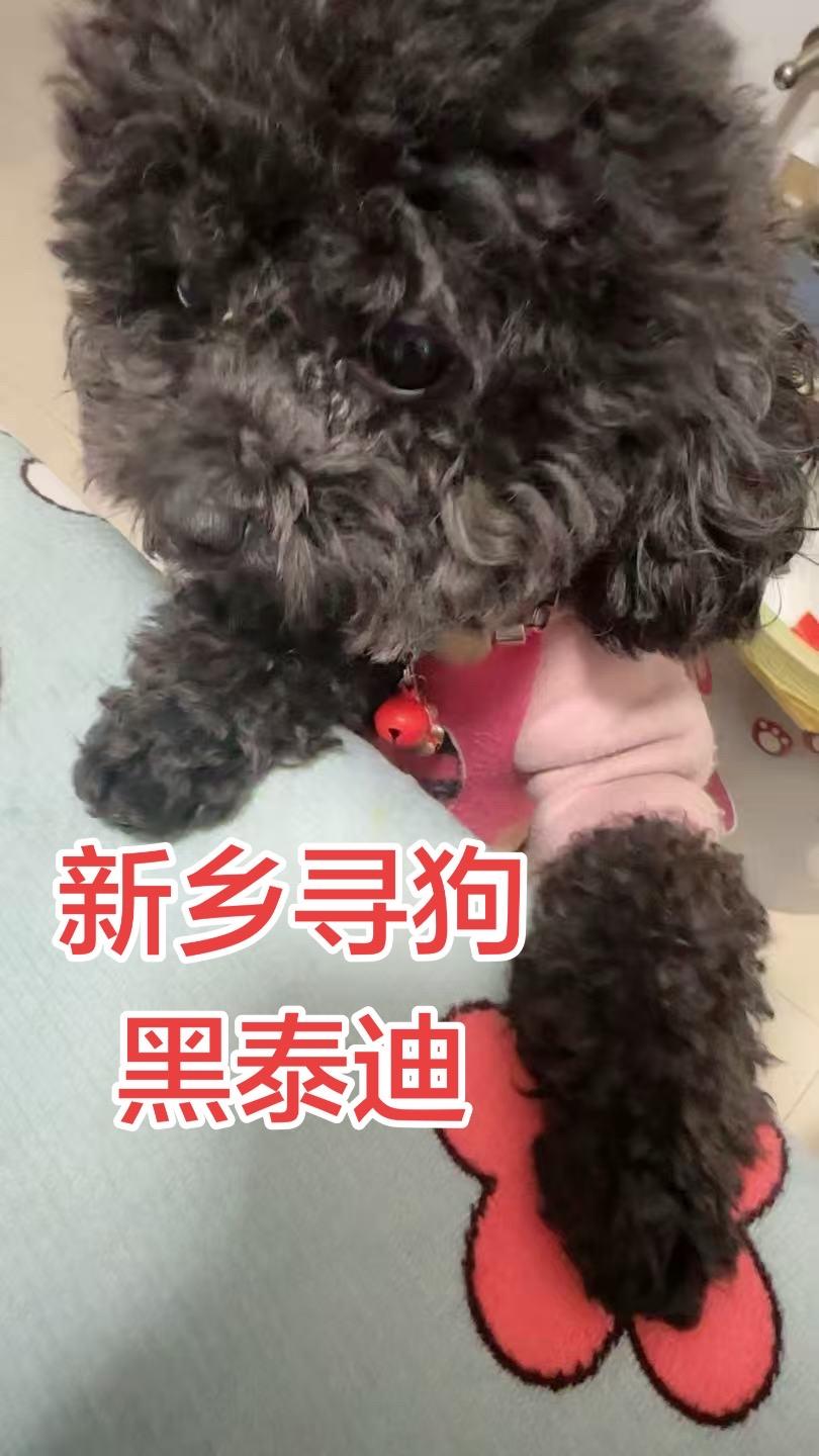 CC，公，3岁，3月12日下午六点半左右在桥谢社区北1门向西60米叮当宠物店附近