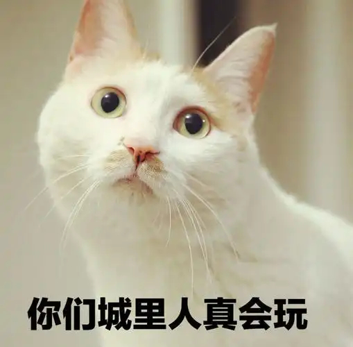 在上海逛展喝蜜雪冰城会不会被攻击哈哈哈，这波属实是玩梗和整活的双向奔赴了！大家还