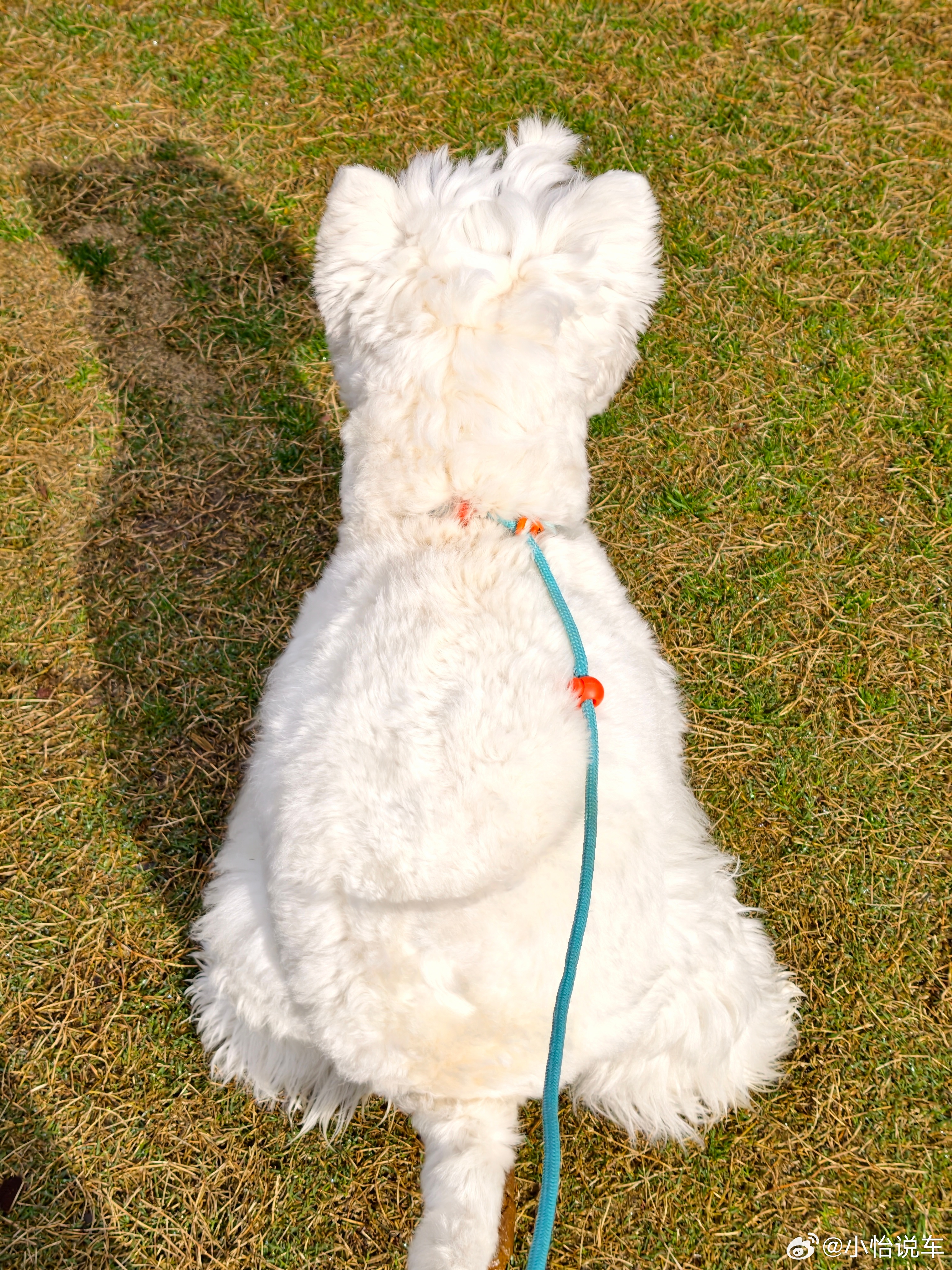 前几天一直下雨，今天终于天晴了很适合带小狗出来遛遛有财前天洗澡了很干净，在阳光下