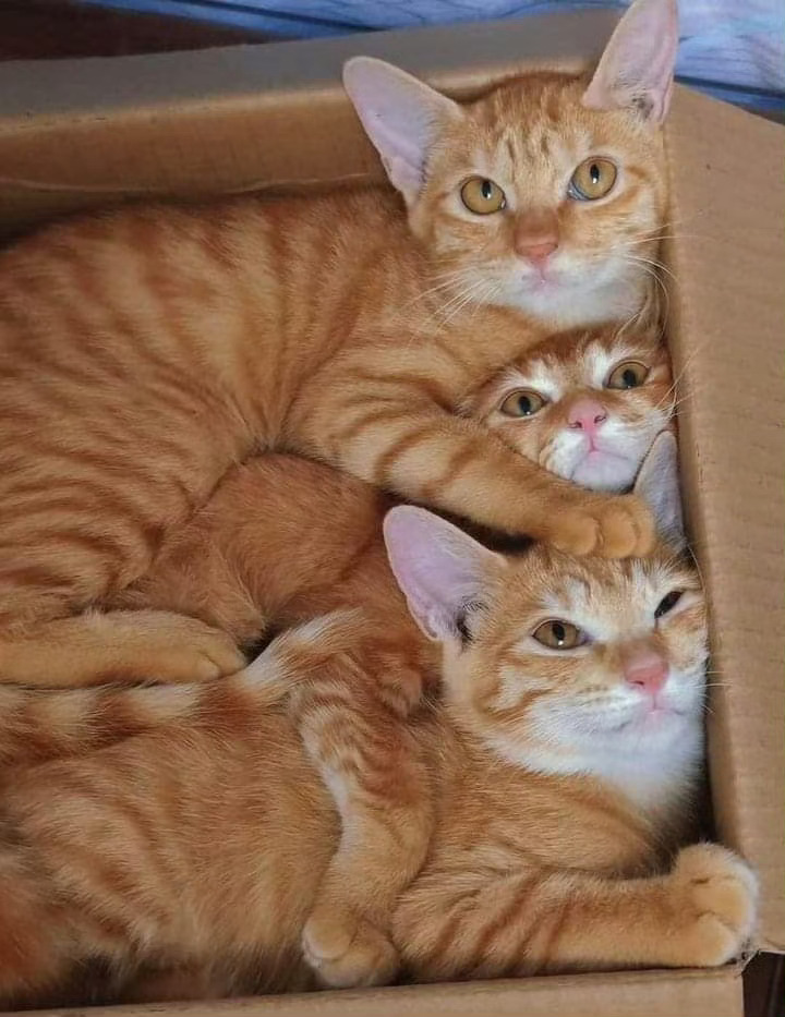 一箱橘子！！！