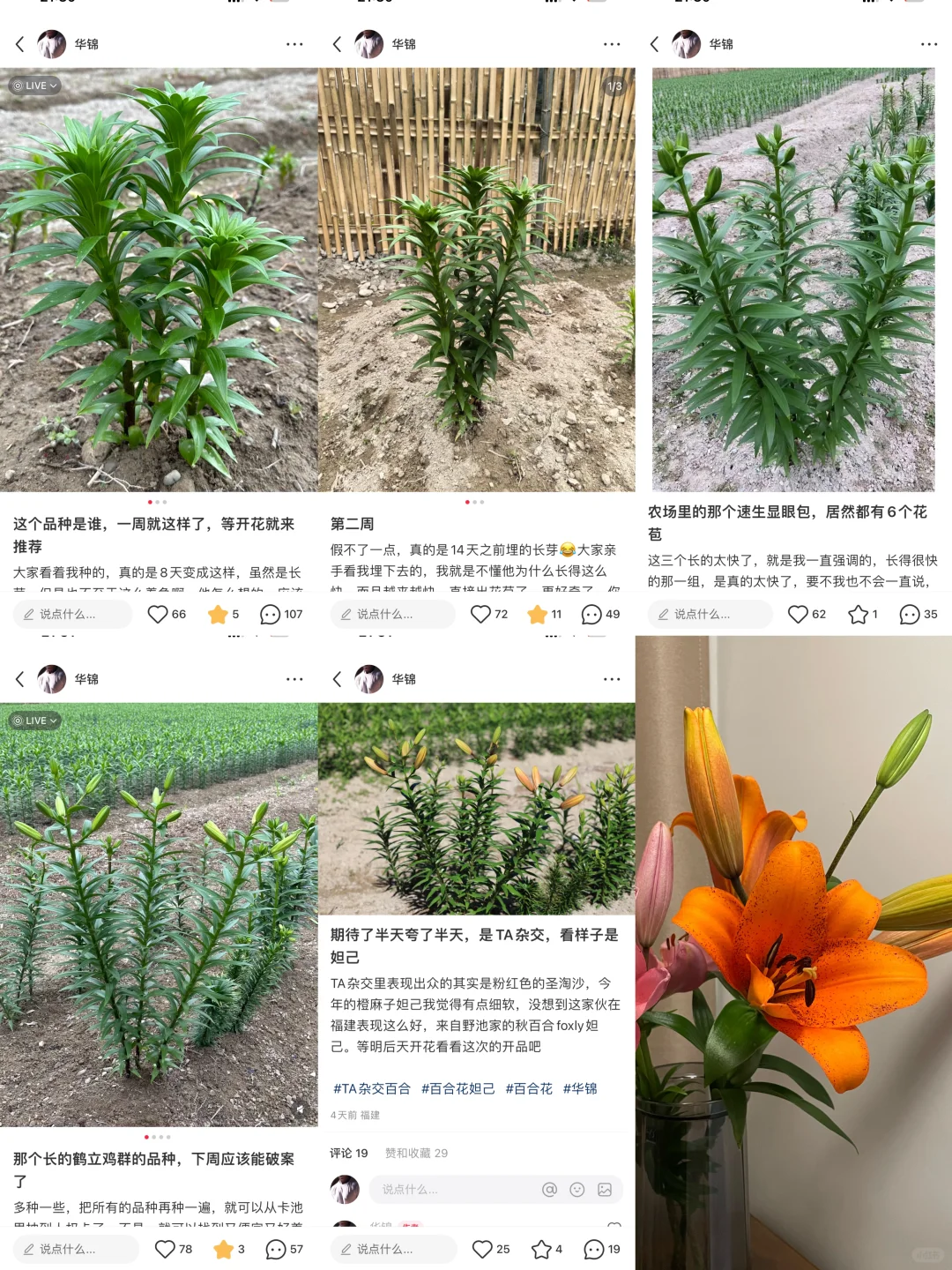 憋了这么久，拉了坨大的。不惊艳，不推荐了