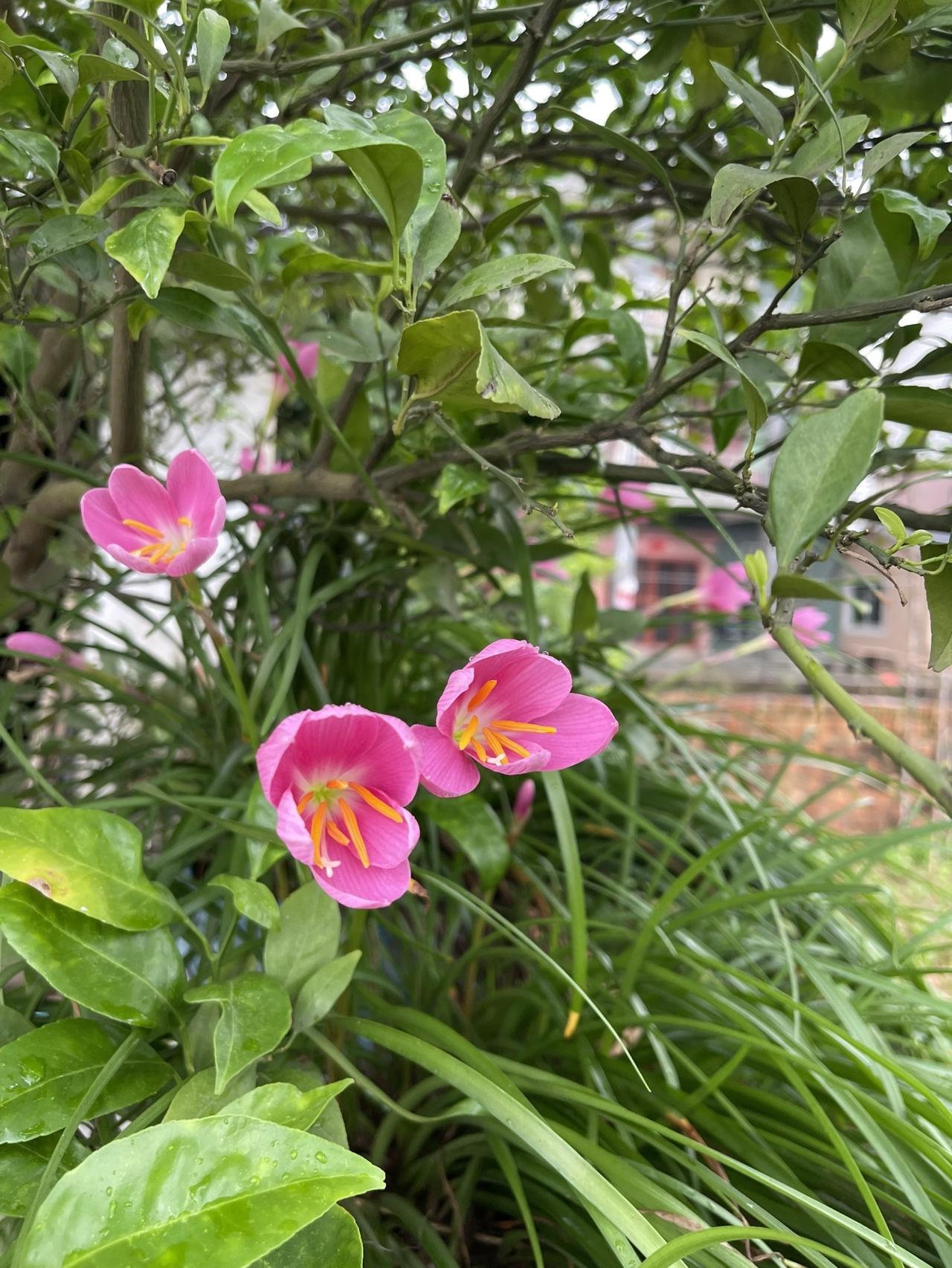 治愈心灵的花草花草无言自愈凡俗