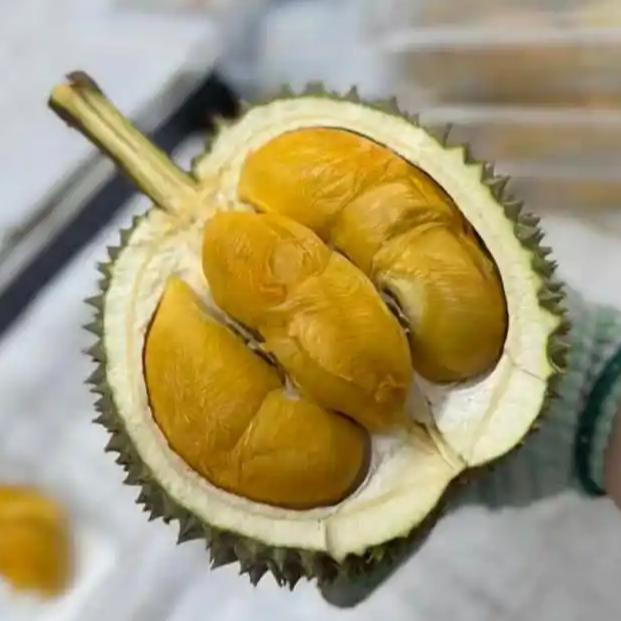 近期榴莲价格大幅回落，全国多地市场上普通品种榴莲零售价跌破20元/斤，部分产地直