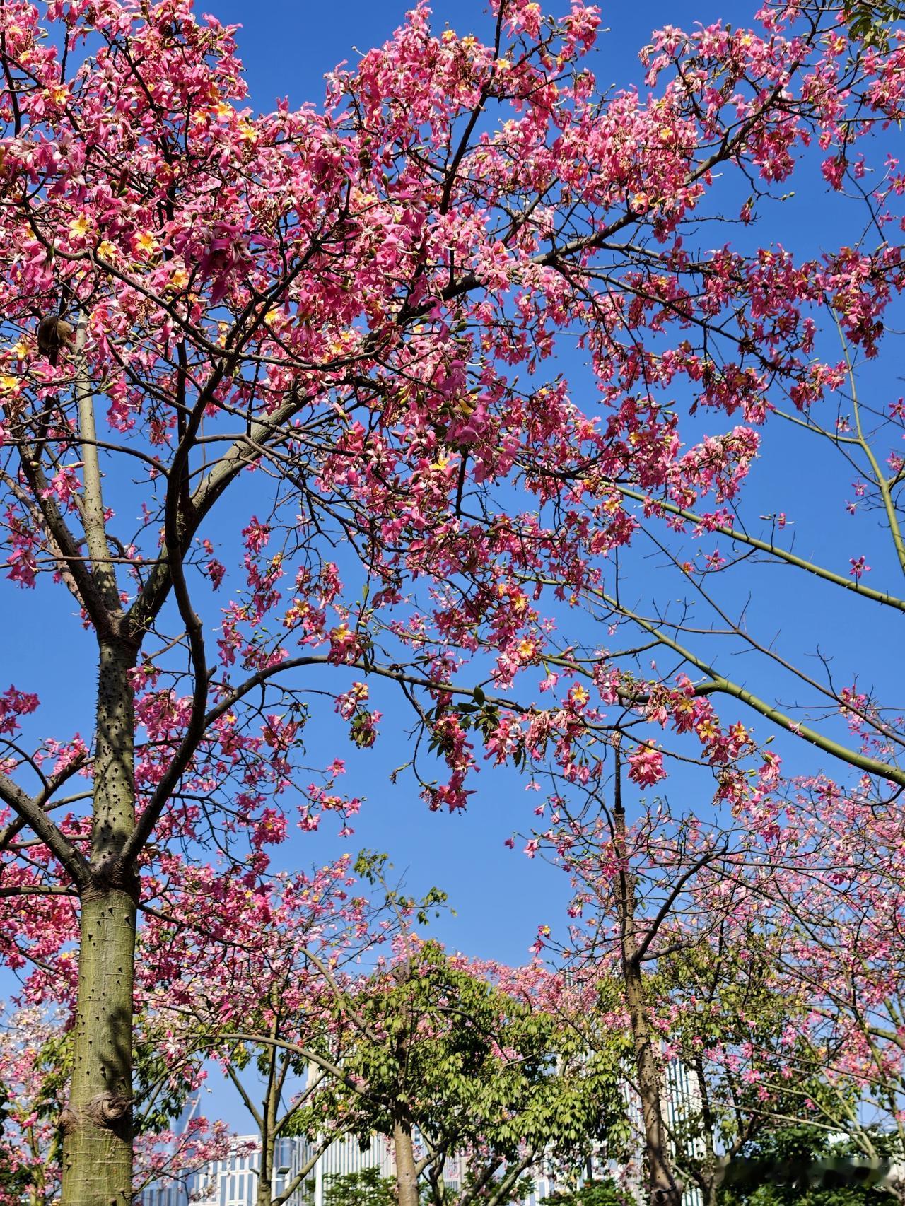 开在冬天的美丽异木棉。
把冬装扮成春。