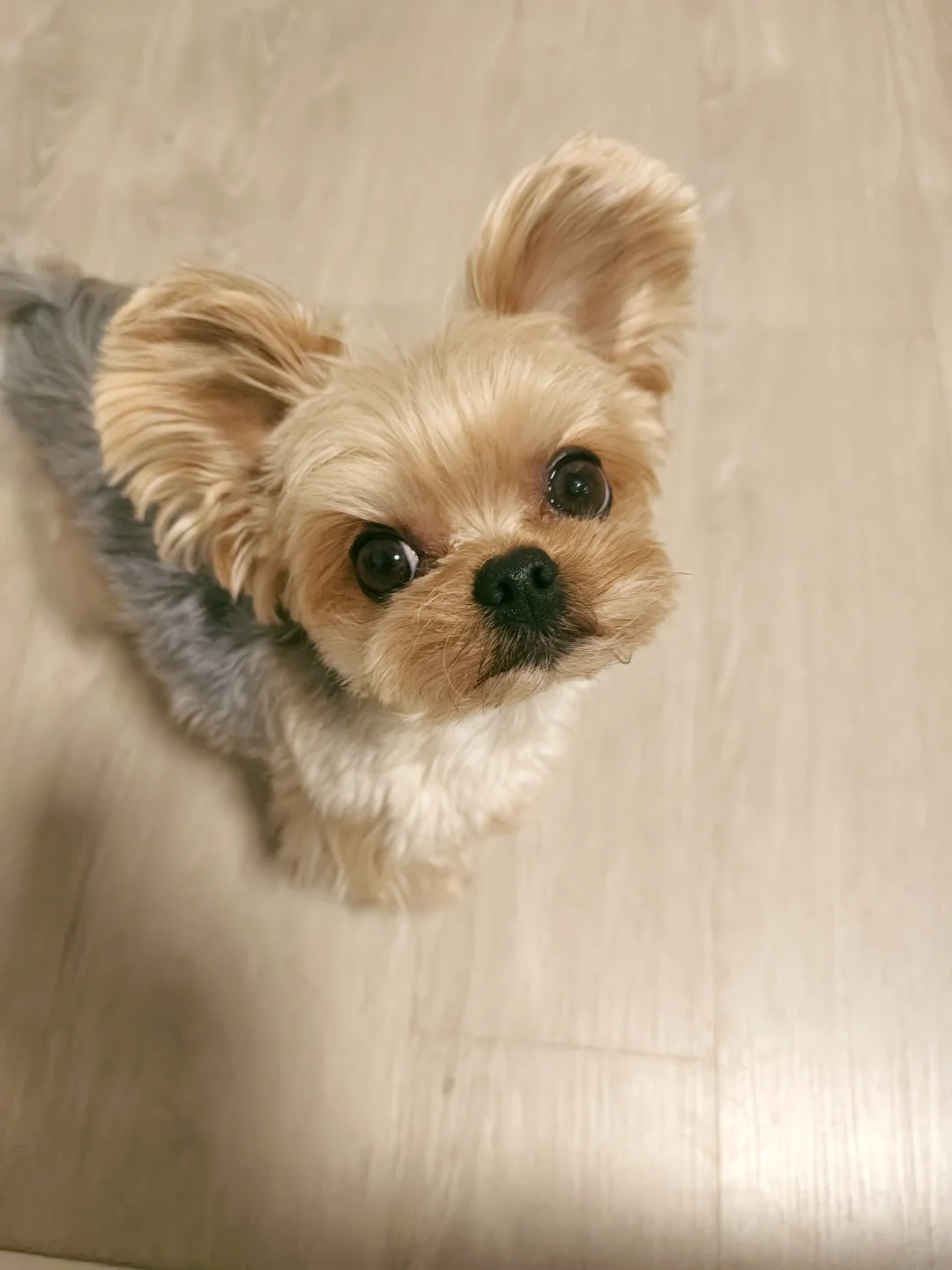 俺妈刚给俺精修的脸毛