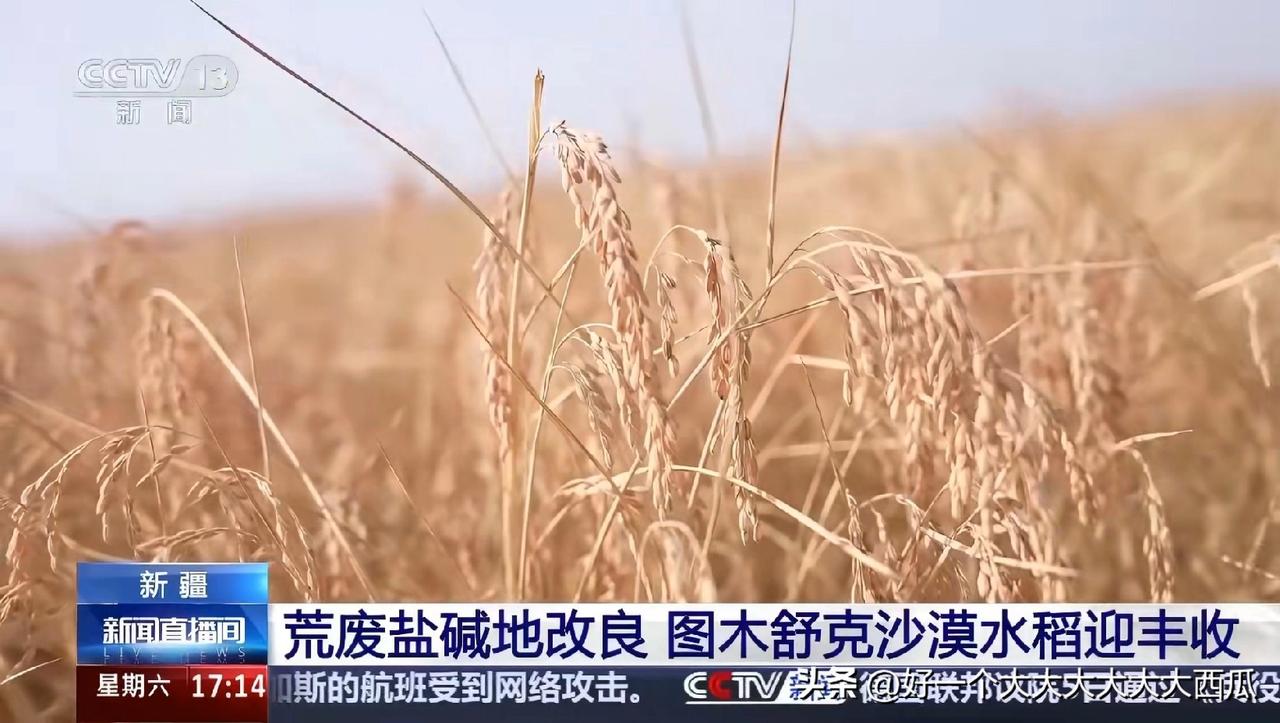 这是真的好消息，
新疆的沙漠水稻实现了丰收。
6月份下种的水稻，
现在12月份就