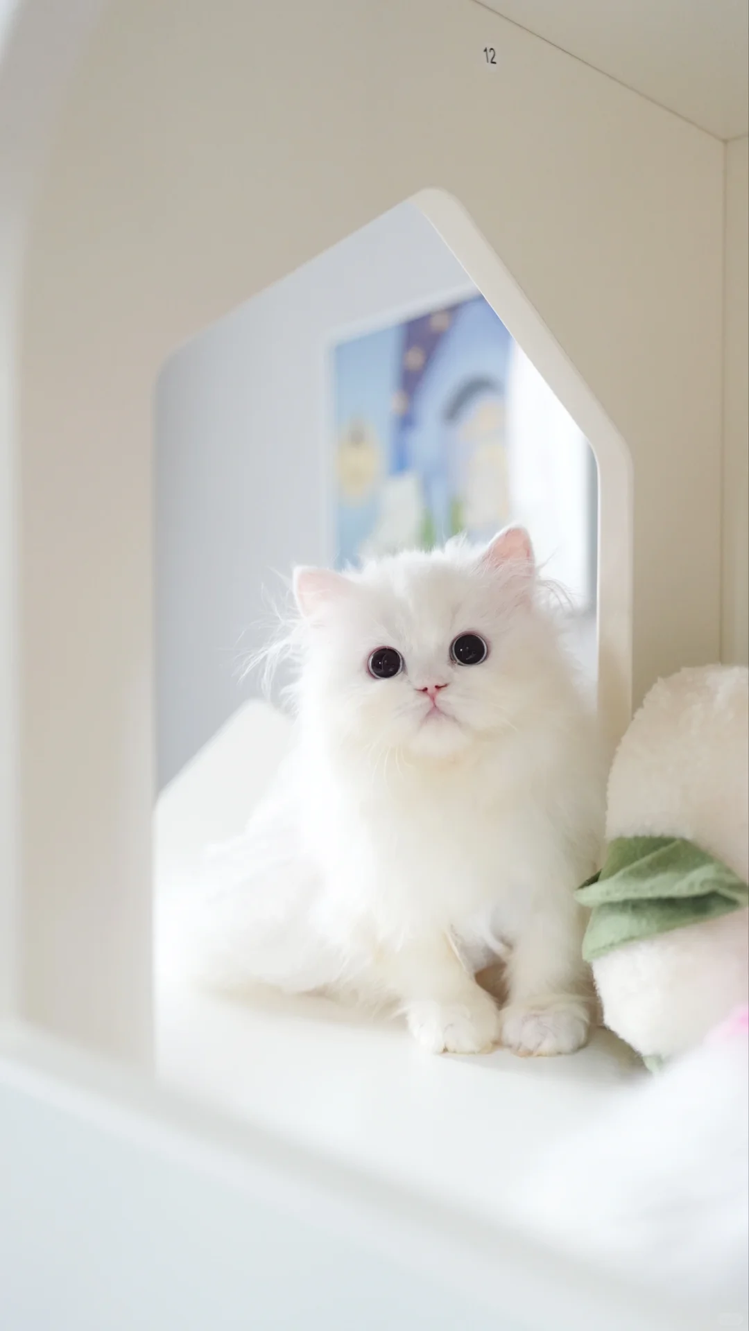 蓝眼纯白米努特长腿妹妹