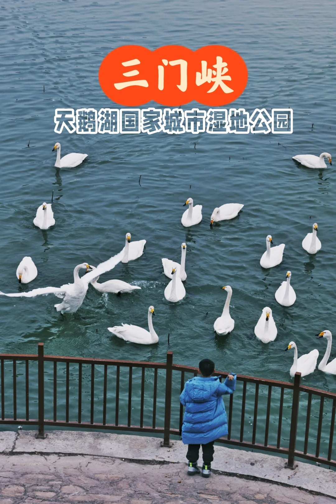 河南游记|宝藏小城的冬日天鹅盛会🦢