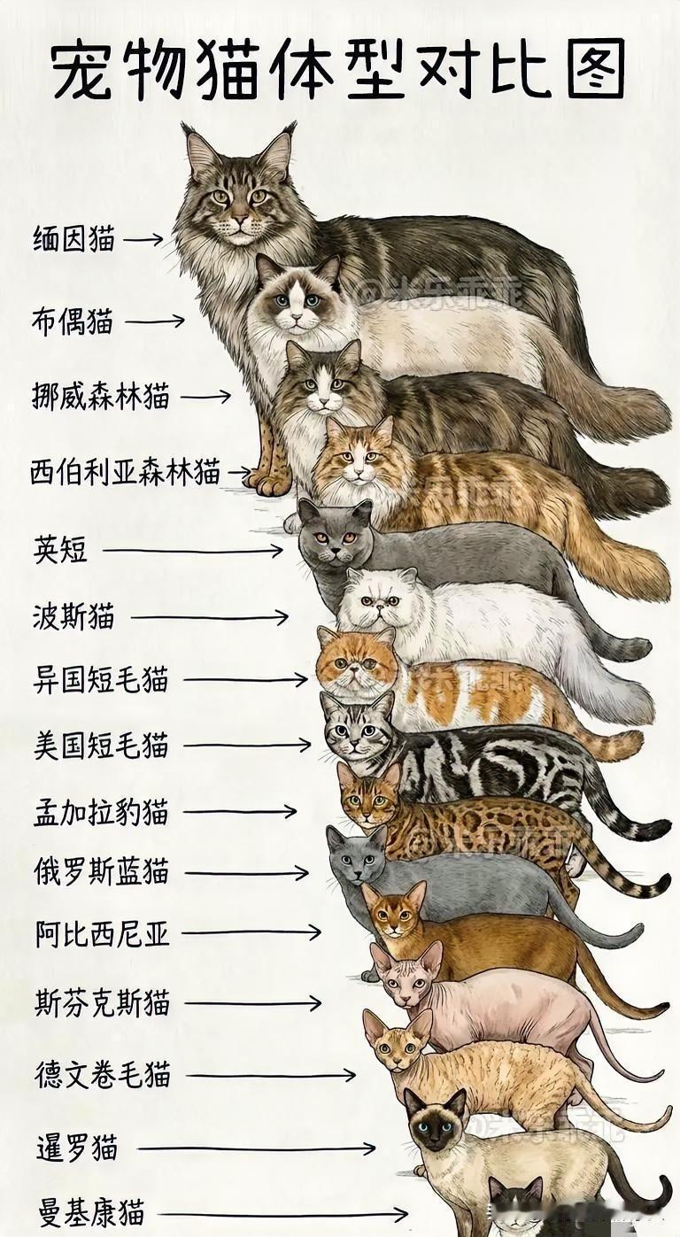 宠物猫大全，有你家那位吗