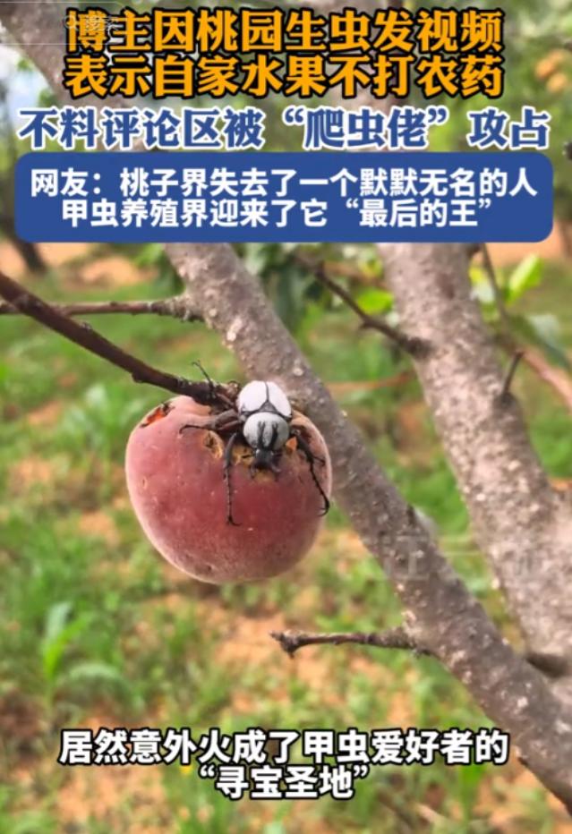 “因祸得福！”云南一桃农网上求助治虫，不料网友反劝他“卖虫”，林业局：满足相应前