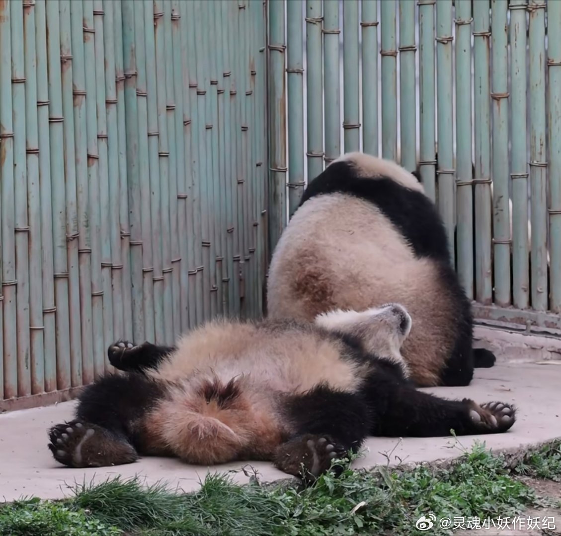 我就是那个躺平的