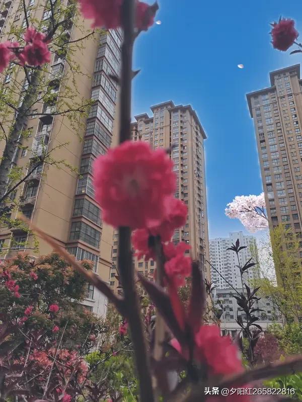 《春暖花开》
阳春三月嗳，鸟唱雁归来。
旷野青青绿，桃花朵朵开。
微风垂岸柳，细