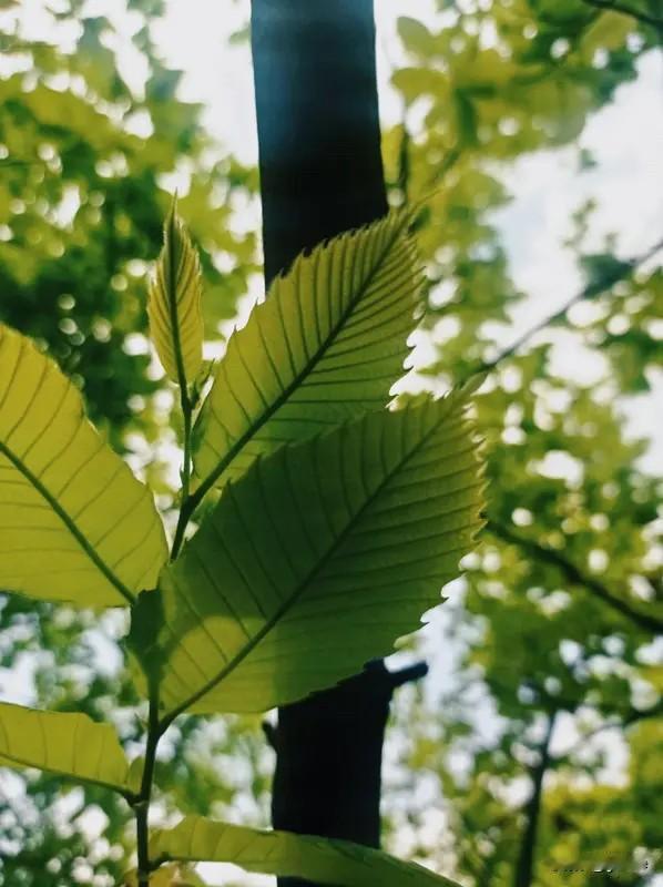 上联：晴绿夕阳流独秀，求下联冷紫残星伴独枝