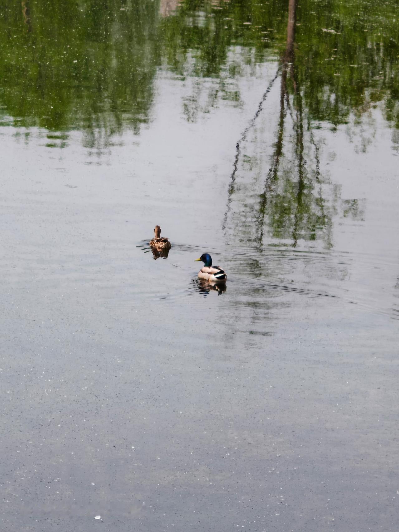 最近随手拍了张通州运河故道的照片，画面里一群鸭子在水里悠哉游着，太惬意了。
通州