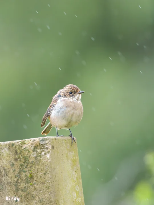 你也在雨中等待天晴吗