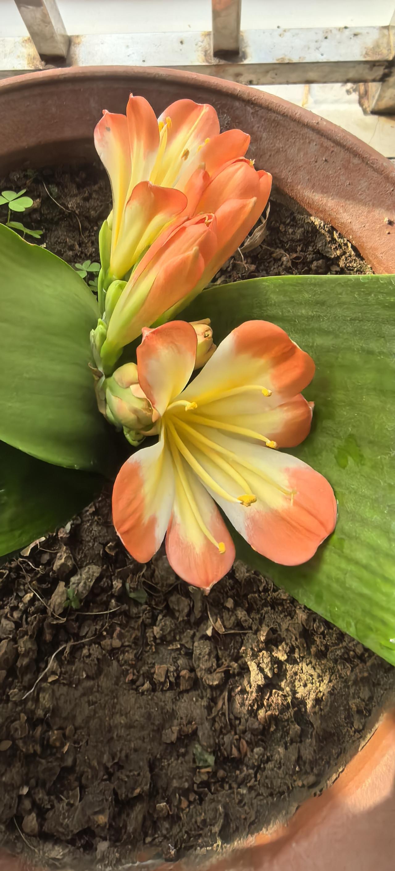 ，愈发理解母亲对我的教导和养育之恩。放心吧母亲，生前你省吃俭用，辛苦操劳了大半辈