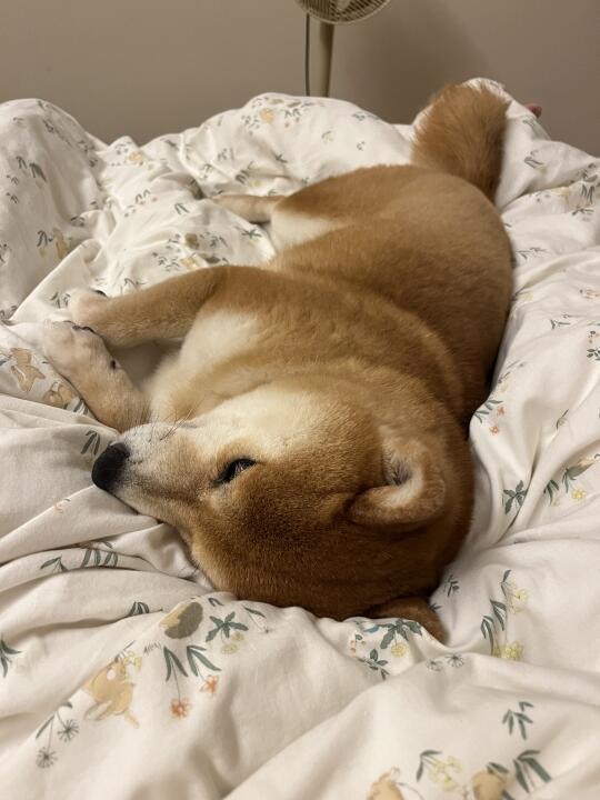 来自小狗沉甸甸的爱❤️