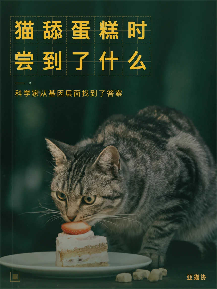 基因缺陷让猫与甜味绝缘
