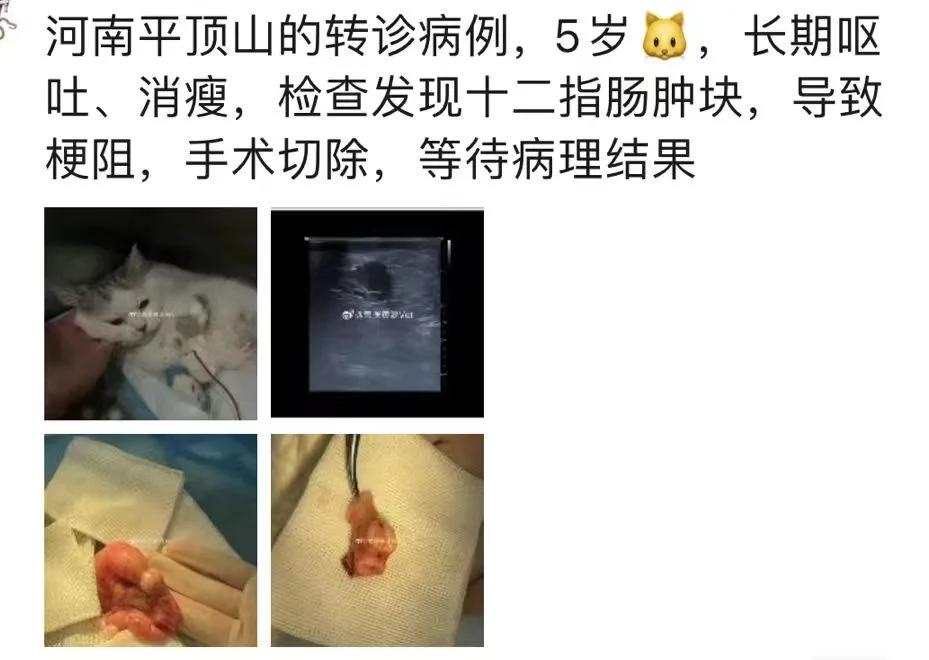 猫，肠道淋巴瘤，治疗中