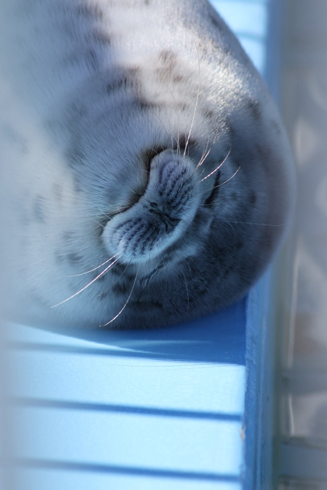 海豹 豹豹的嘴怒子就是最棒的！【推：Blsc_wing】 