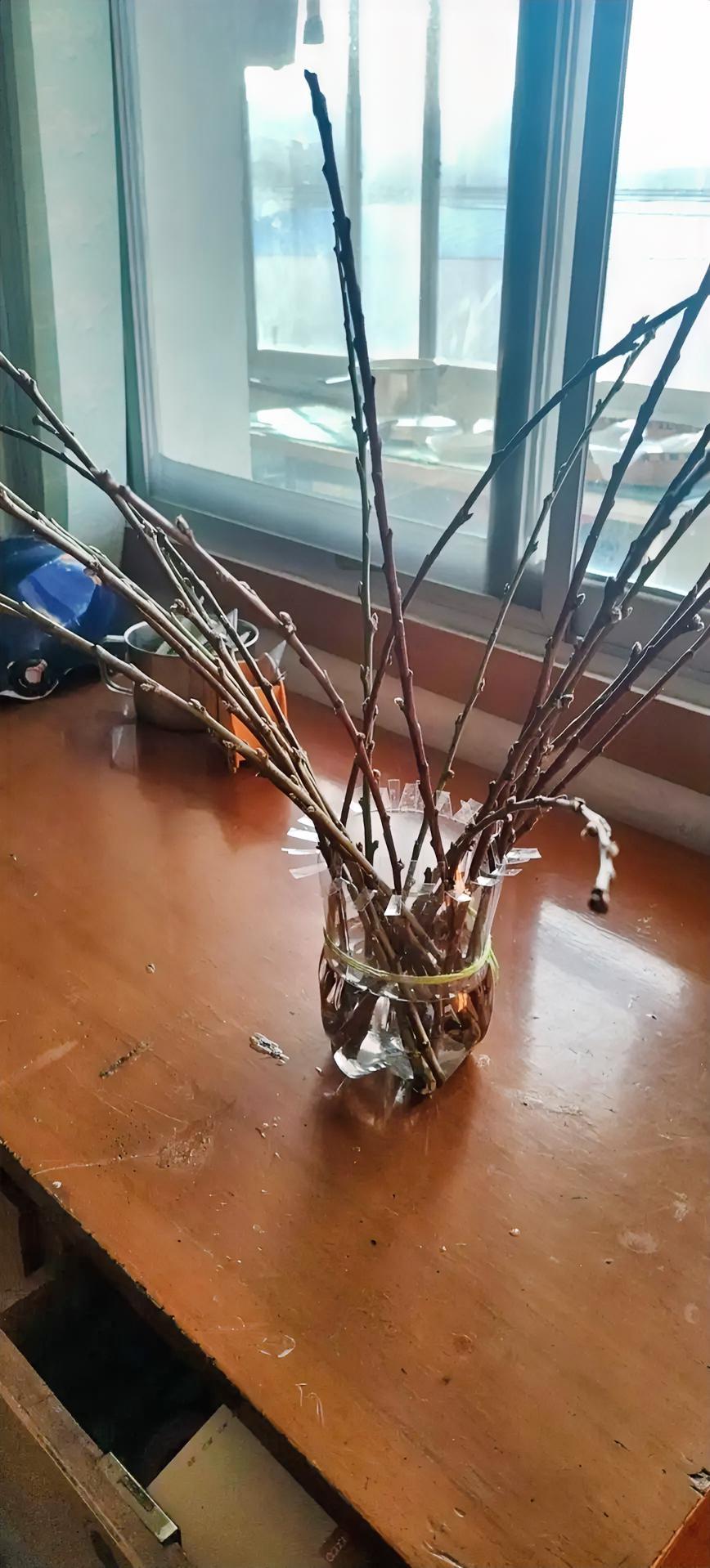 我想春节的时候有一束梅花在家开放，节日喜庆，非常非常想。刚巧拼多多上有卖腊梅枝条