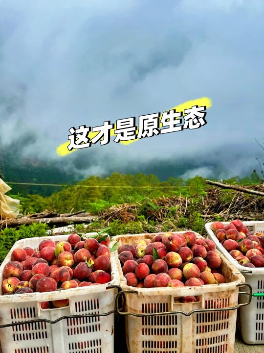 海拔2000多米的黑美人桃，你肯定没有吃过！
