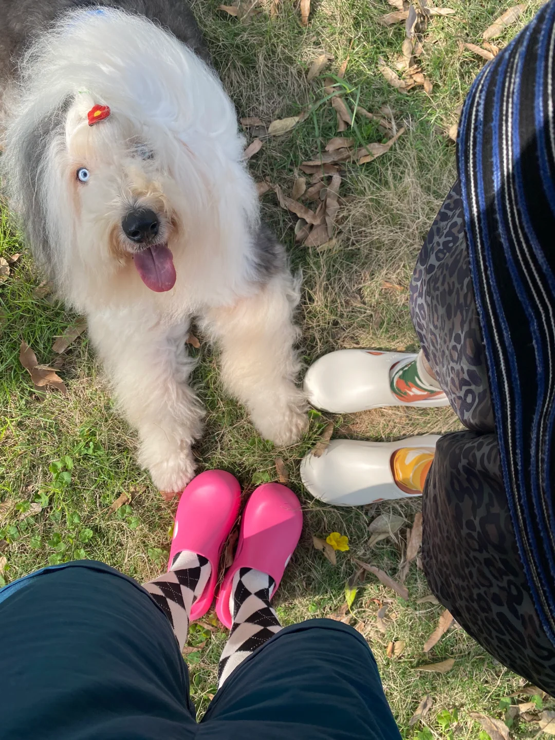 只有养狗人才懂这张live图的含金量