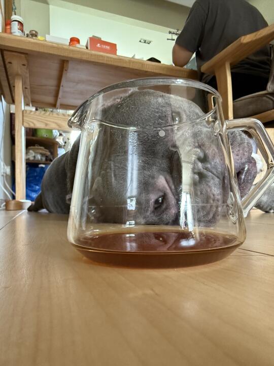 今天是监制🐶