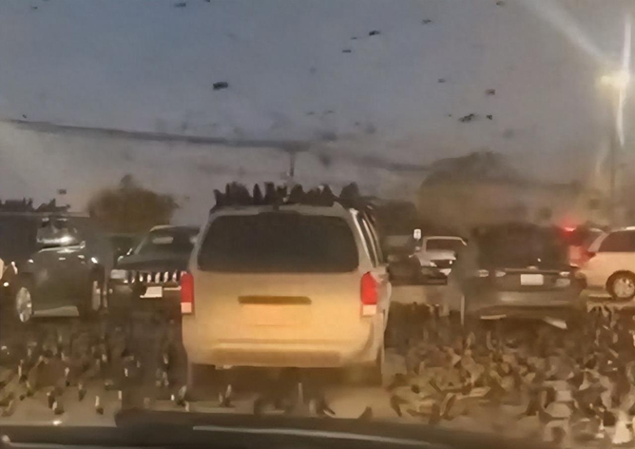 特拉维夫的天黑了！不是因为天黑，而是漫天乌鸦遮天蔽日。这诡异一幕直接引爆舆论：以